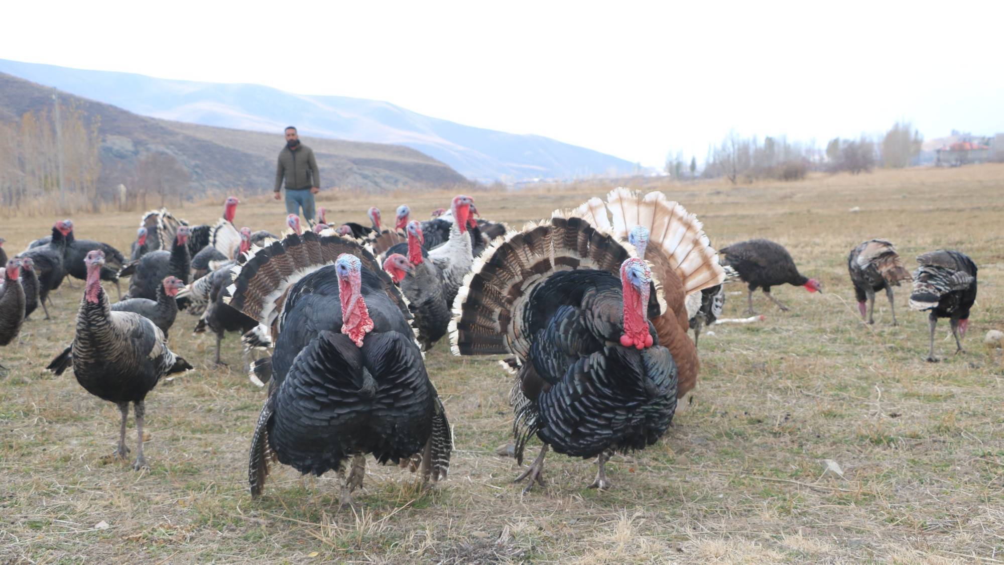 Hakkari’de yılbaşı öncesi hindiler satışa çıktı; fiyatı 4 bin lirayı buluyor